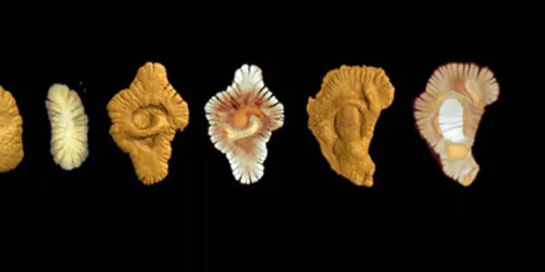 Gabon Fossils Reveal Complex, Multicellular Life 2 Billion Years Old