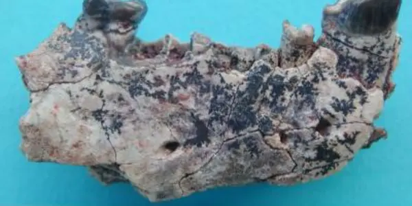 Ganlea Megacanina - Move Over Ida, Asia Lays Claim To A Human Common Ancestor