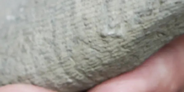 Godzillus: Mystery 'Monster' Discovered By Citizen Scientist