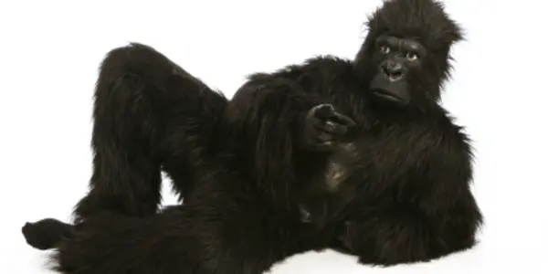 Do We Only See What We Want To See? Experts  Don't Notice A Gorilla In Their Midst...