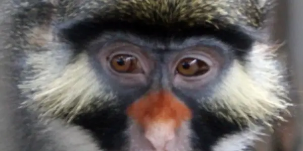 Old World Monkey Faces:Their Dramatic Evolution To Avoid Interbreeding