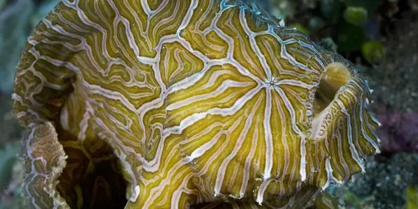 Psychedelica - A Fish Aging Hipsters Can Love (And You Can Too)