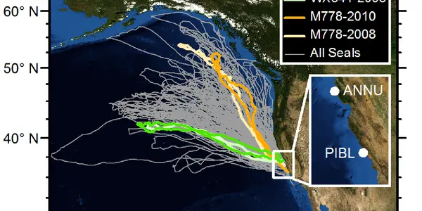 H1N1 In Elephant Seals: First Instance In Any Marine Mammal