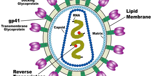 HIV Halted By Plants