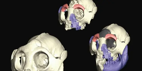 Hadropithecus - Rare Extinct Lemur Skeleton Gets Assembled After 100 Years