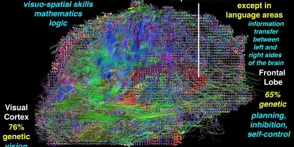 Intelligence Is Largely Inherited, Says Study