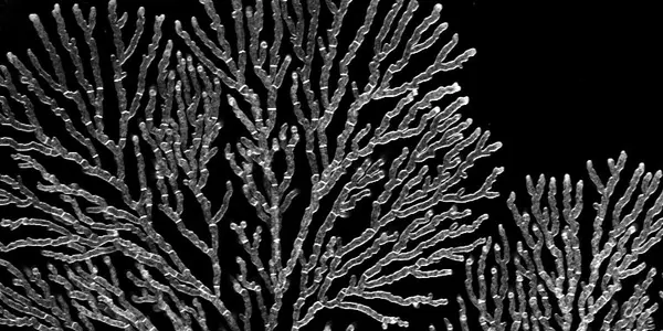 Science Citation Classic: Beadle and Tatum
