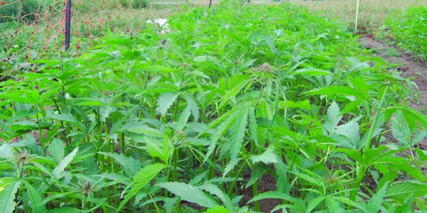 Oleic Acid Science Boost May Make Hemp An Olive Oil Alternative