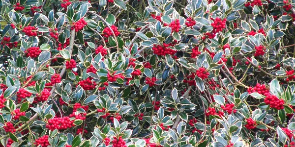 Jolly Holly