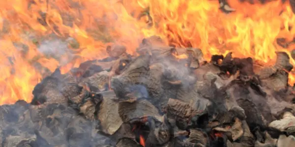 Hondurans Burn Shark Fins To Stick It To Poachers
