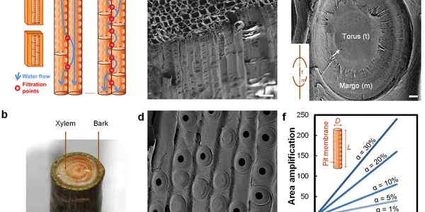 MIT Makes A Water Filter From The Sapwood In Tree Branches