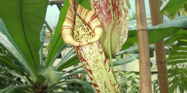 Plants eat insects to meet out their protein requirements