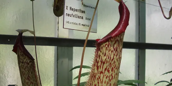 Nature has plants that eat insects
