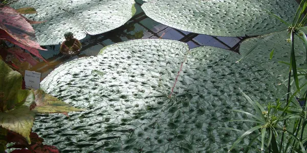 Plants can float on water and live their as they have special shapes and surfaces