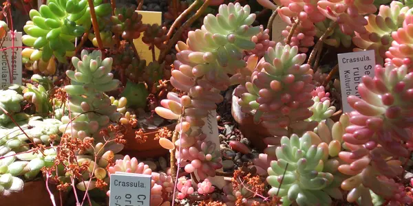 Dark photosynthesis in CAM plants