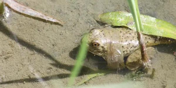 I confess: I'm jealous of frogs, lizards and salamanders because of their stem cells