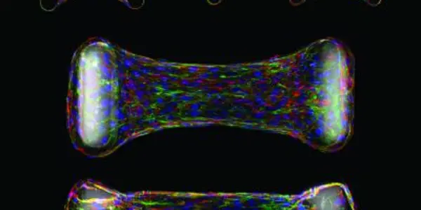 Photolithography Technique Measures Cellular Forces Of Living Cells During Tissue Development