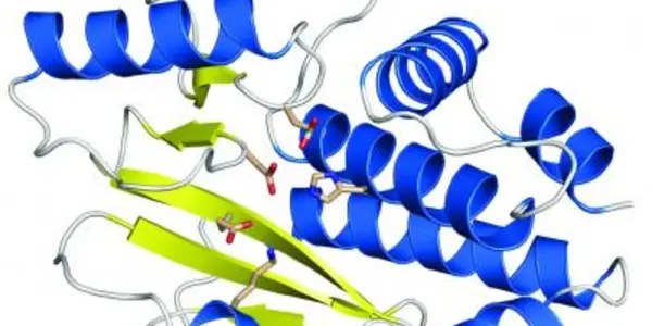 How The Influenza Virus Hijacks Human Cells