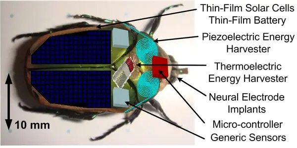 No Haz-Mat Suit?  Send In The Insect Cyborgs