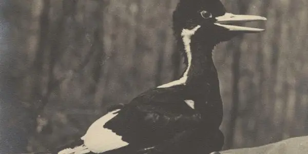 The Mathematical Odds Of That Elusive Ivory-Billed Woodpecker Still Existing