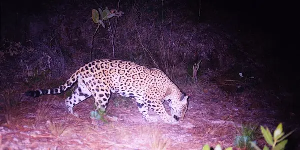Jaguar Spotted In Central Mexico For First Time In 100 Years