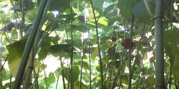 Not Bamboo, But Knotweed
