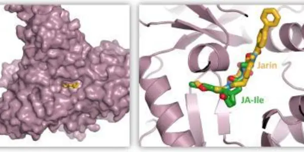 Enzyme Brake Pads Block Plant Hormone