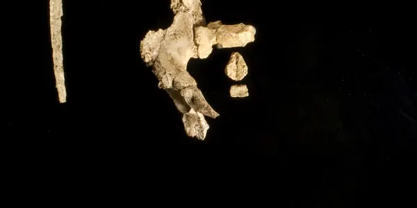 Kadanuumuu: 3.6 Million-Year-Old Relative Of 'Lucy' Found