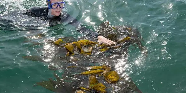 Kelp Watch 2014 - No Radiation From Fukushima Detected On West Coast