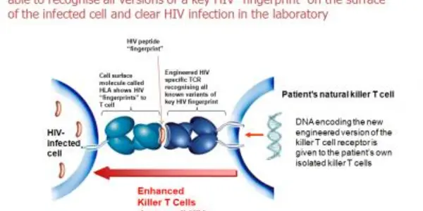 Killer T-Cell 'Bionic Assassin' Sees Through HIV Disguises