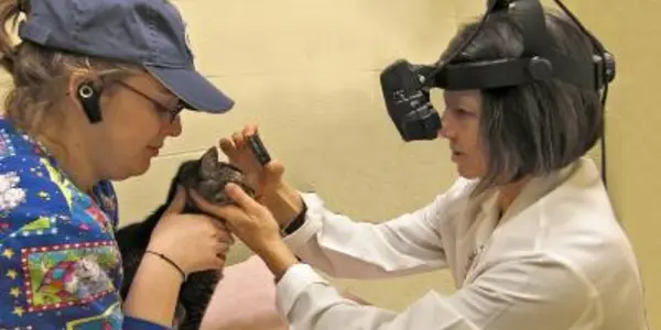 Retinitis Pigmentosa - The Link Between Cats And Humans