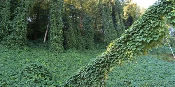 Kudzu Implicated In Global Warming