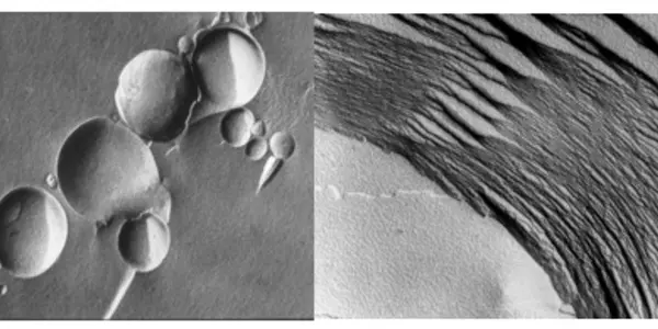 Compartments And cycles: Testing An Origin Of Life Hypothesis