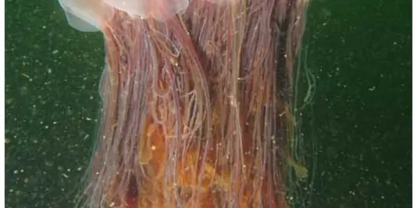 Biotransport And Ocean Mixing
