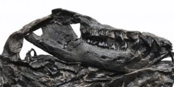Liaoconodon Hui: Transitional Middle Ear Fossil Found