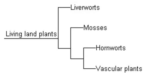 Horsetails And The Hidden Marriage