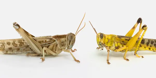 And That's How The Locust Changed Its Mind
