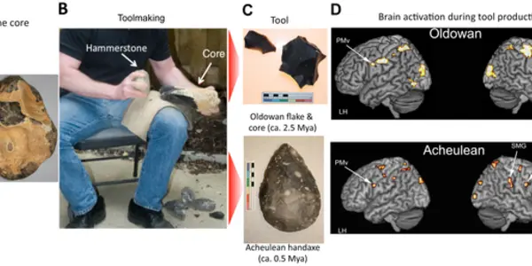 Complex Tools Required Complex Brains
