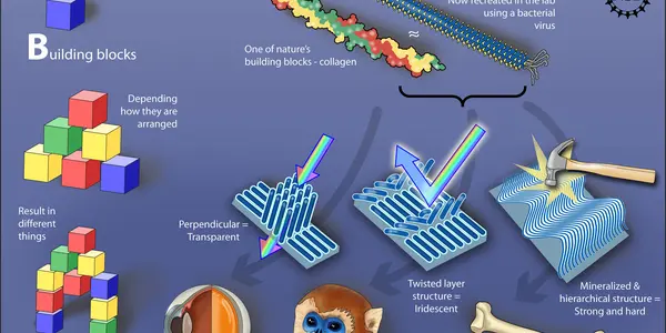 Viruses Taught To Self-Assemble Into Structures