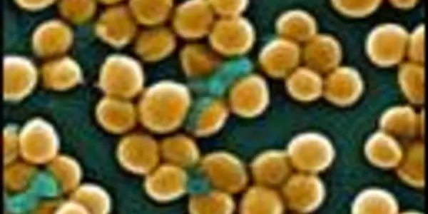 Preventing MRSA Through Positive Deviance