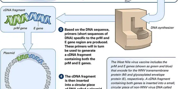 DNA Vaccines: The Future Of Disease Control