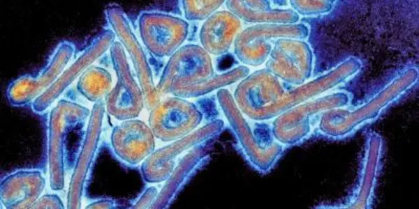 Treatment Against Lethal Marburg Virus Developed