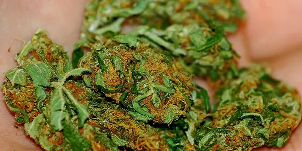 Two New Studies Show Long-Term Effects of Cannabis on the Brain