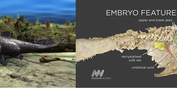 Top 10 New Species For 2009 Part 3
