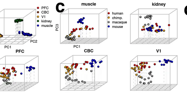 Brains And Brawn: Survival Of The Fittest Often Required Both