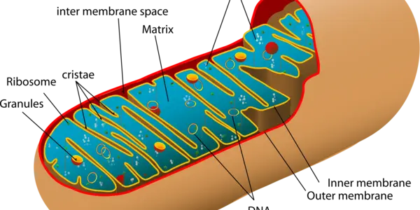 Shape-Changing Mitochondria Are Life Saving Mitochondria