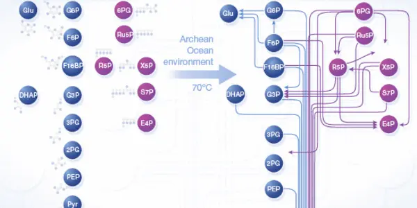 In The Ancient Ocean, Did Metabolism Precede The Origin Of Life?