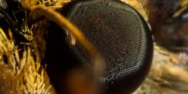 Your Next Eyeglasses Could Be Designed After A Moth's Eyes
