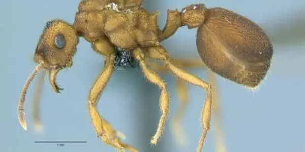 Sympatric Speciation: Ant Evidence For Alternate Mechanism Of Species Formation