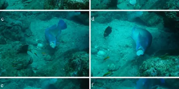 Tool Use In Fish?